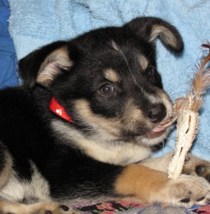 Luna puppy with toy