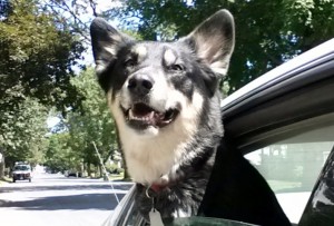 Luna loves to ride!